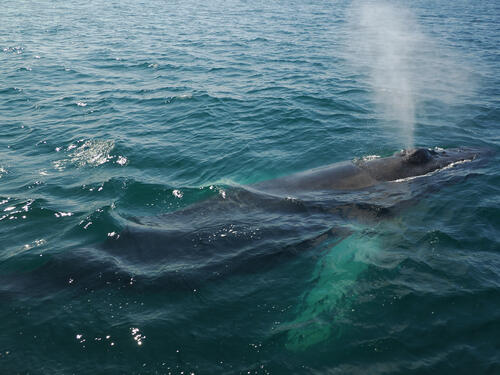Humpback whale using a blowhole #5