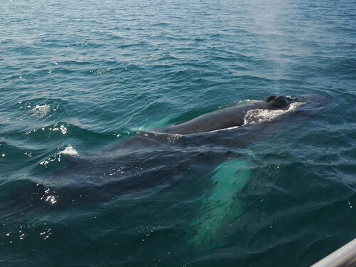 Humpback whale using a blowhole #6