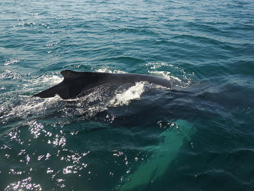 Humpback whale under water #12