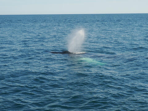 Humpback whale using a blowhole #9