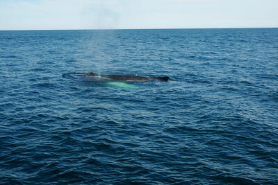 Humpback whale using a blowhole #10