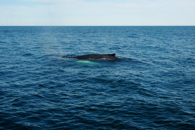 Humpback whale #3