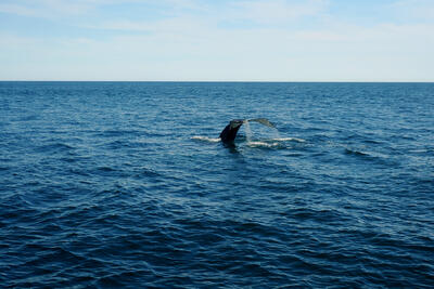 Humpback whale tail #18
