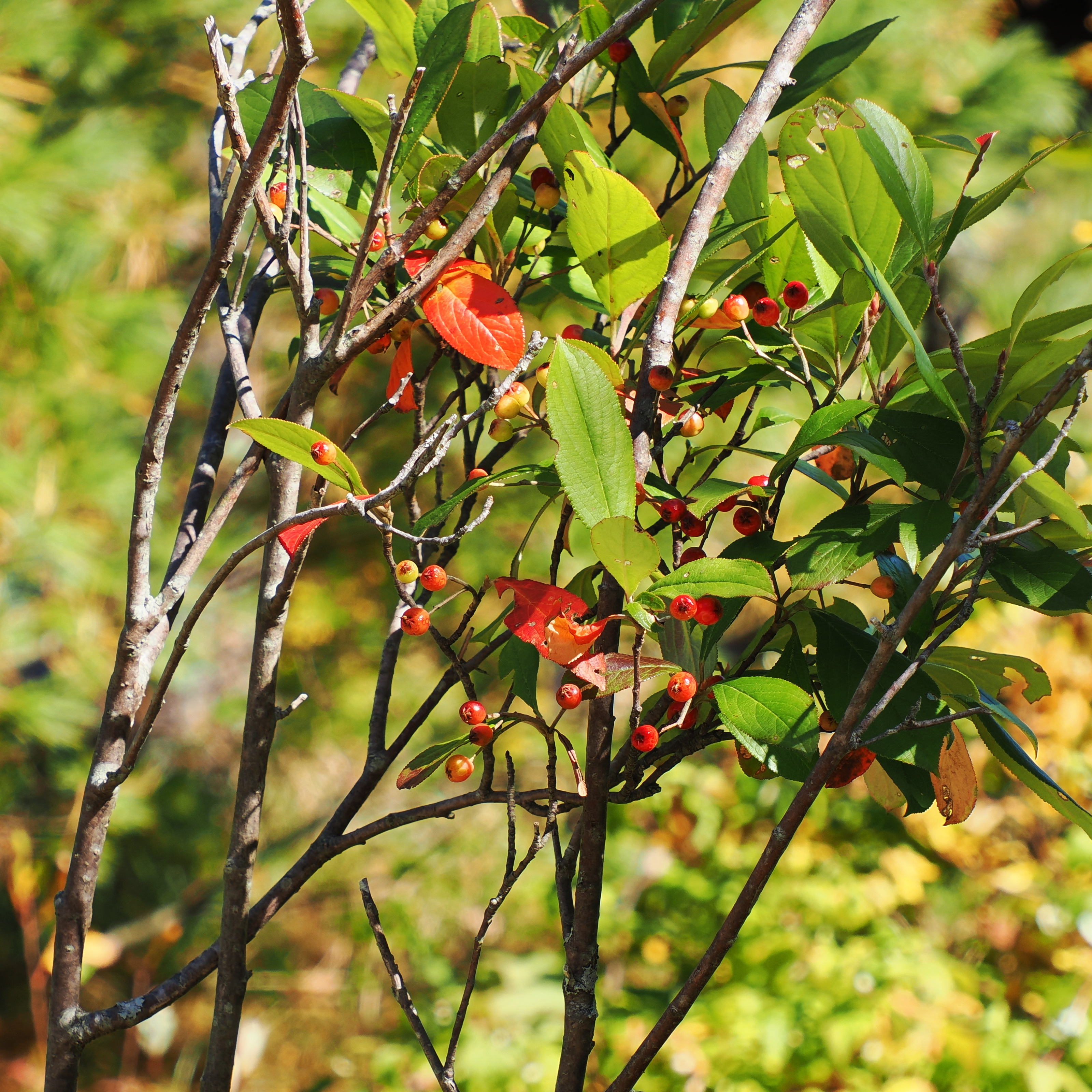 Red leaves and berries