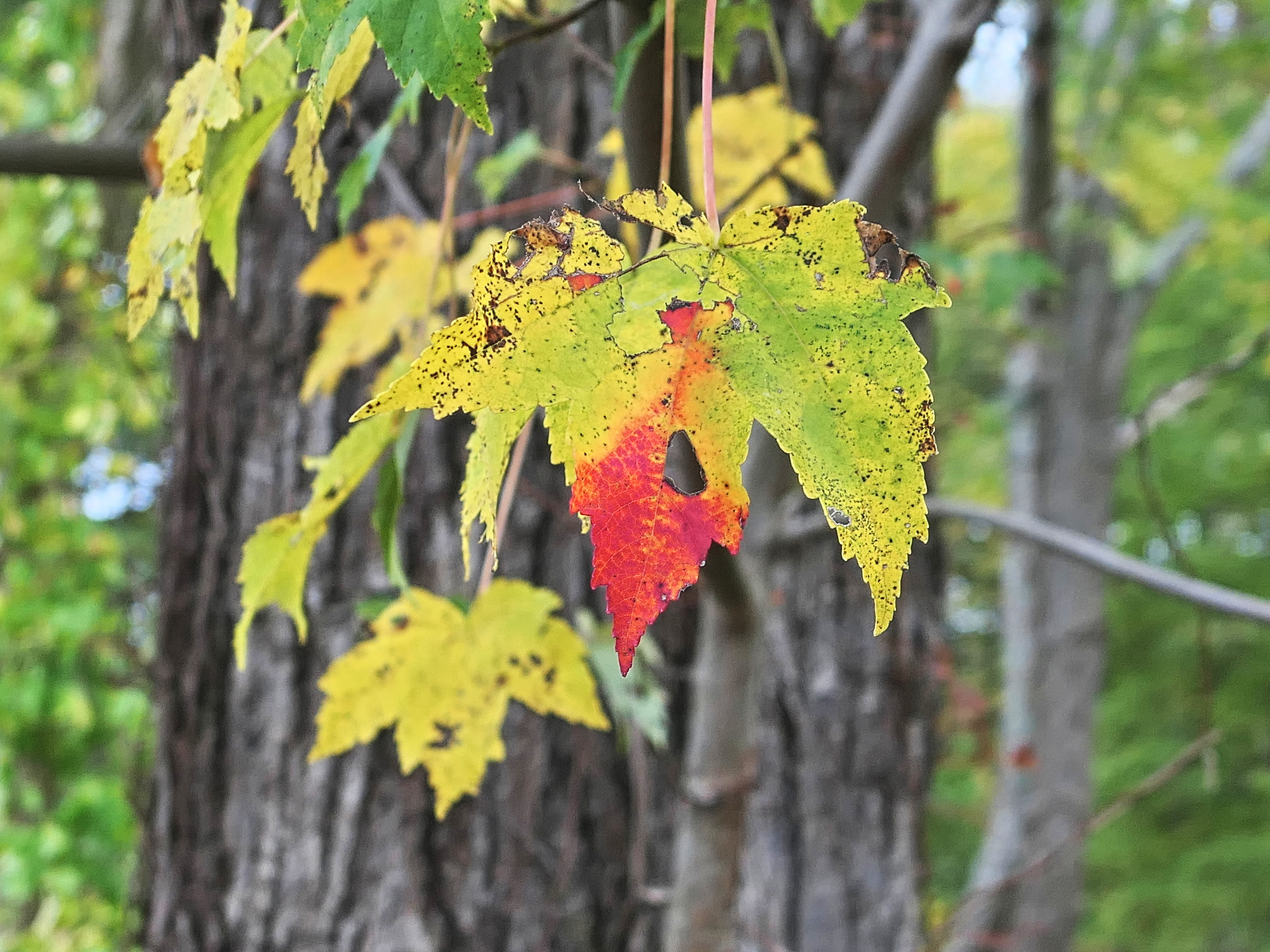 Fall leaf #2