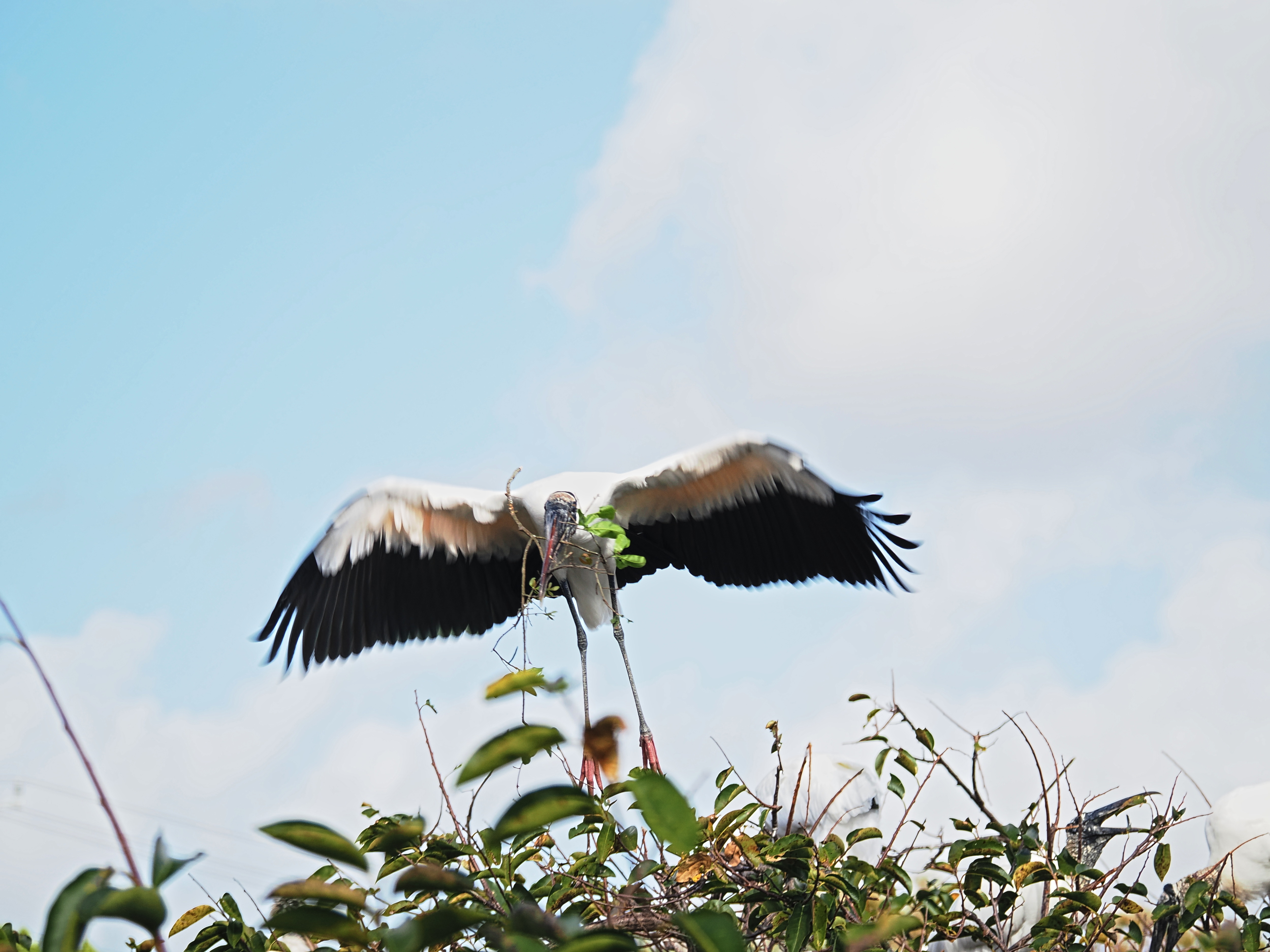 Wood stork #6