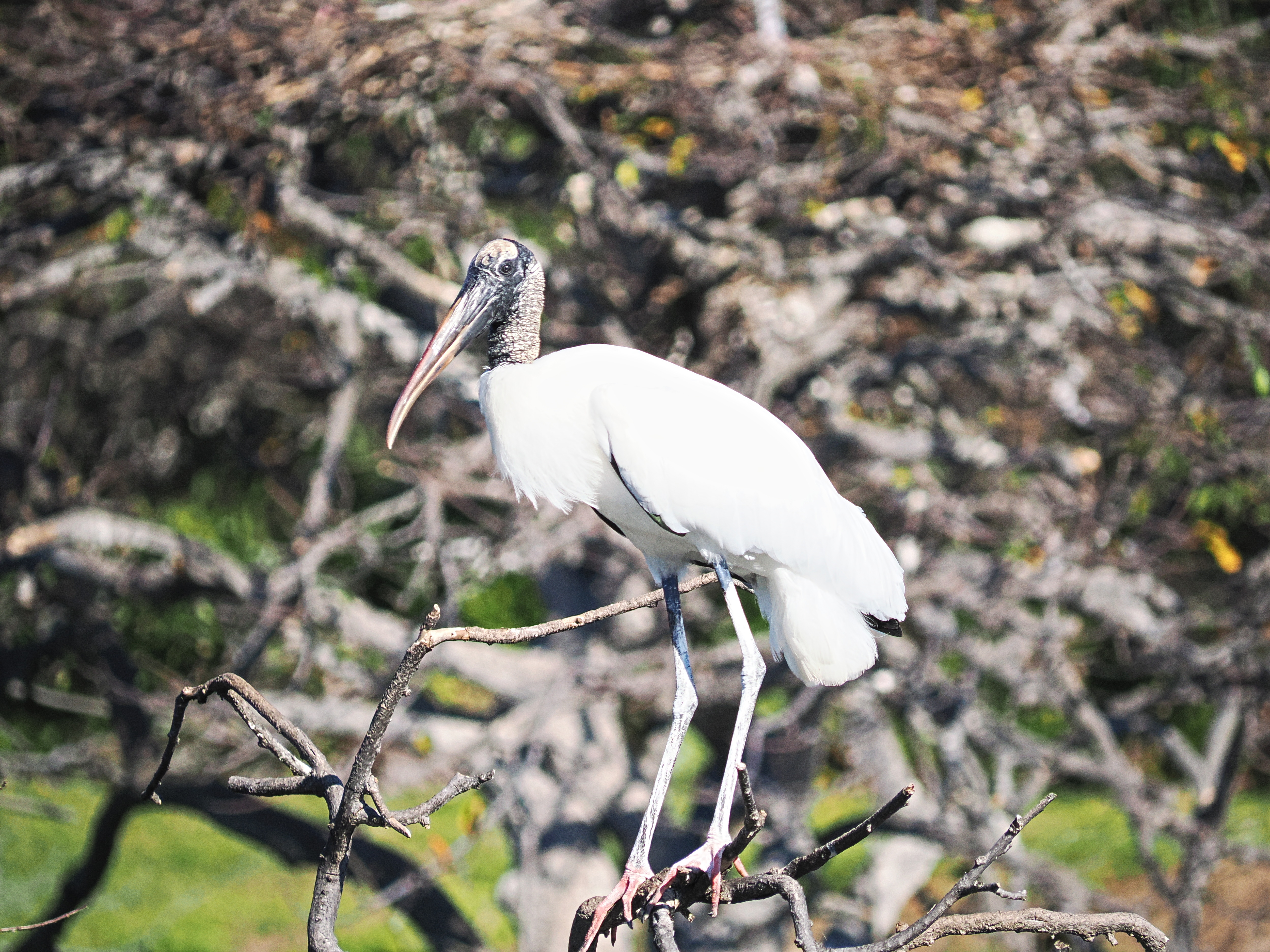 Wood stork #8