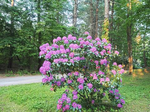 Rhododendron #10