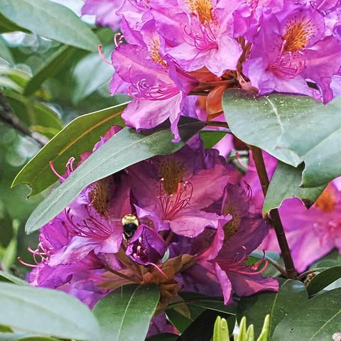 Bee in a rhododendron