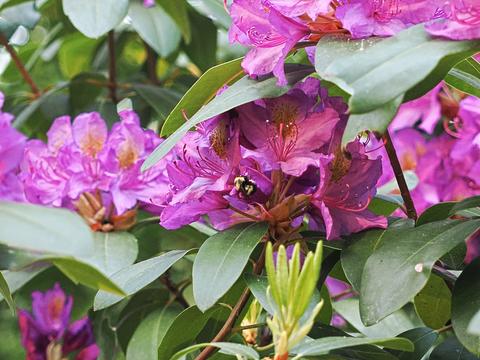 Bee in a rhododendron #3
