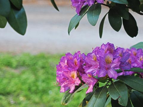 Rhododendron #11