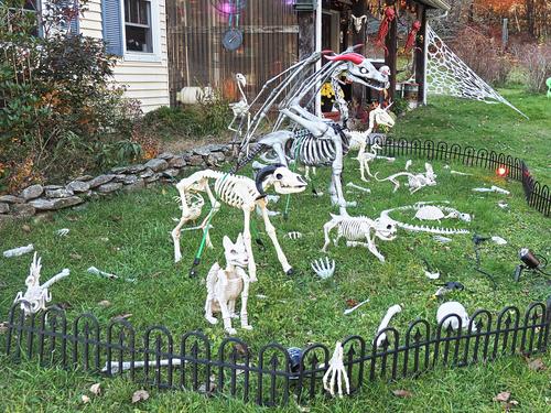 Skeleton critters #2