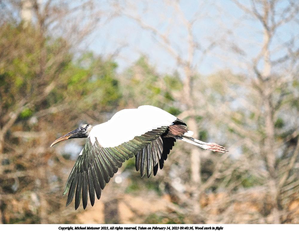 Wood stork in flight #2