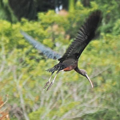 Wood stork in flight