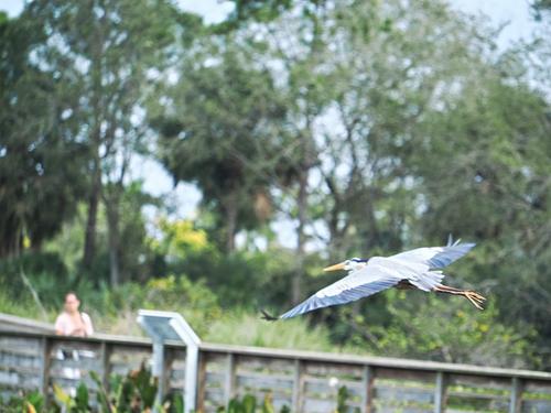 Great blue heron in flight #3