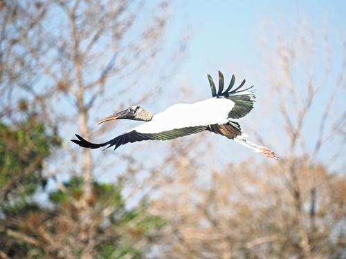 Wood stork in flight #3