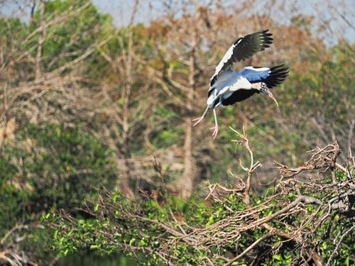 Wood stork in flight #7