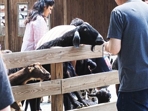 Feeding goats