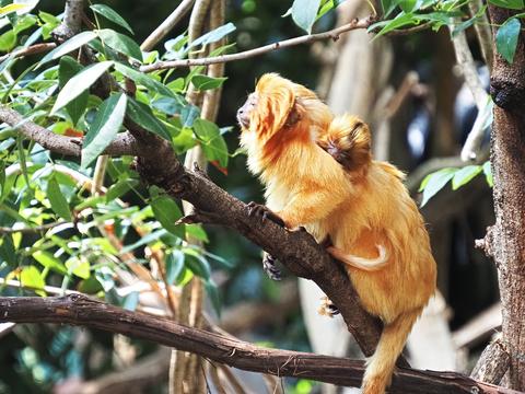 Golden Lion Tamarin and youngster
