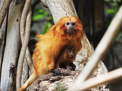 Golden Lion Tamarin and youngster #4