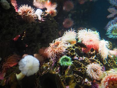 Sea anemones #4