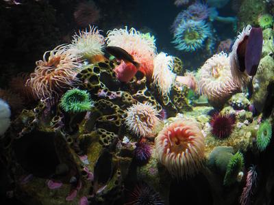 Sea anemones #5