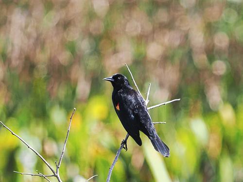 Red-winged blackbird #2