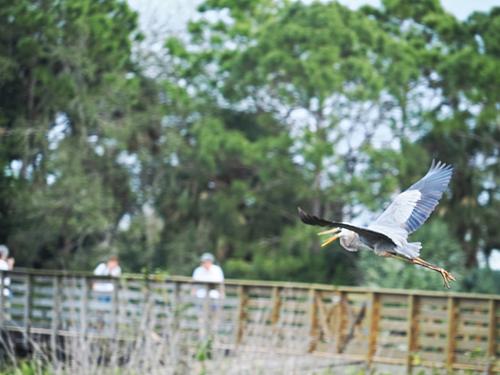 Great blue heron in flight #9