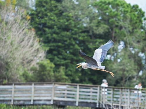 Great blue heron in flight #10