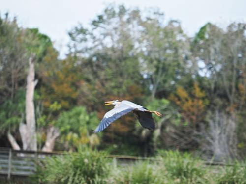 Great blue heron in flight #11