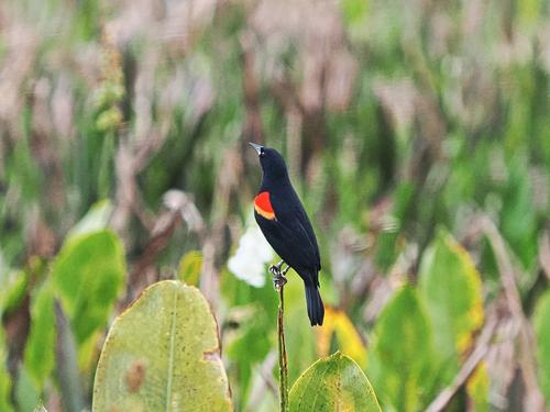 Red-winged blackbird #4
