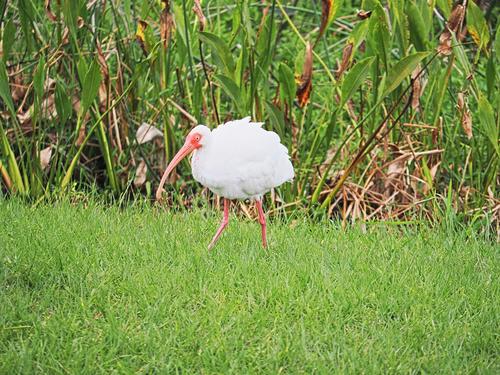 American white ibis #2