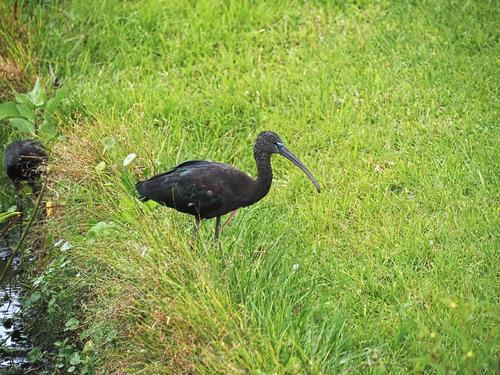 Glossy ibis #2
