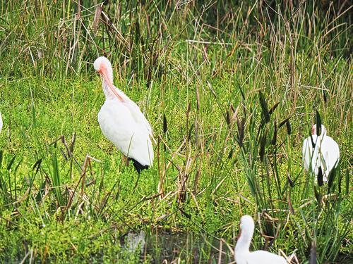 American white ibis #3
