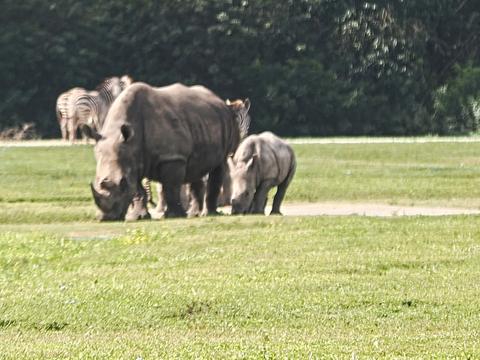 Southern white rhinoceros with baby