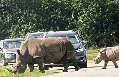 Rhinoceros traffic jam