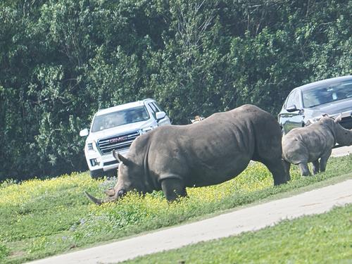 Rhinoceros traffic jam #2