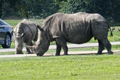 Southern white rhinoceroses