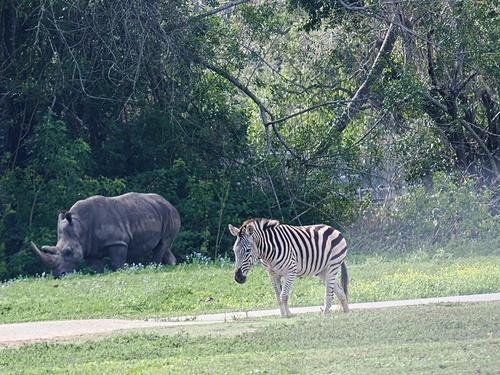 Zebra and Southern white rhinoceros