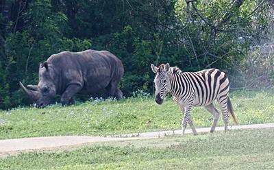 Zebra and Southern white rhinoceros #2