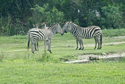 Zebra meeting