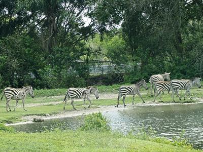 Zebra walk