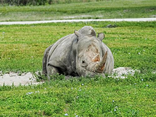 Southern white rhinoceros #4