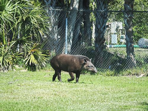 Brazilian Tapir #2