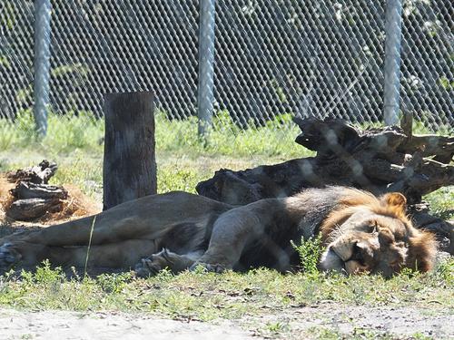 Don't disturb sleeping lions