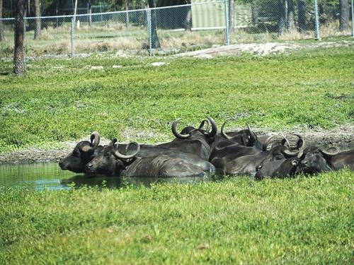 Asiatic Water Buffalo #4