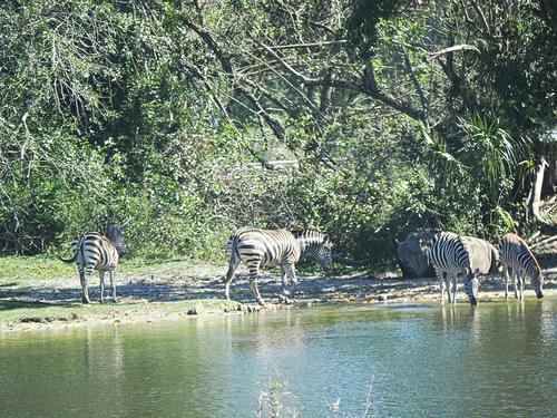 Zebra herd #4