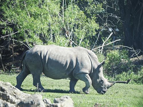 Southern white rhinoceros #8