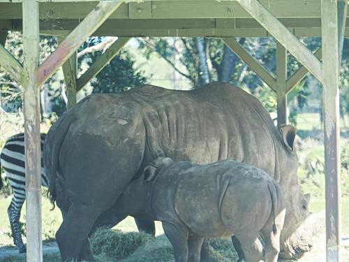 Southern white rhinoceros with baby #4
