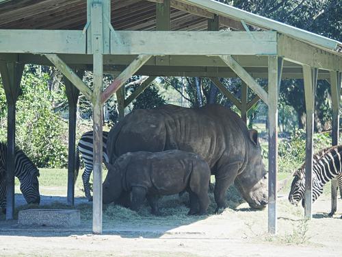 Southern white rhinoceros with baby #5